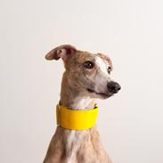 Whippet Silas (Tanalorn Kelvin Knock Out)