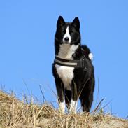 Karelsk bjørnehund Bjørnehusets Maika