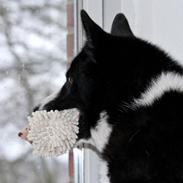 Karelsk bjørnehund Bjørnehusets Maika