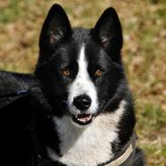 Karelsk bjørnehund Bjørnehusets Maika