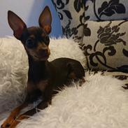 Russisk toy terrier Ella 