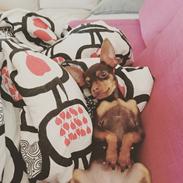 Russisk toy terrier Ella 