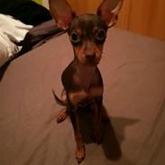 Russisk toy terrier Ella 