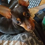 Russisk toy terrier Ella 