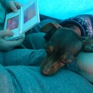 Russisk toy terrier Ella 