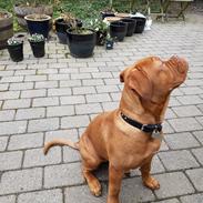 Dogue de bordeaux Sif