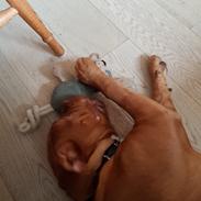 Dogue de bordeaux Sif