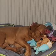 Dogue de bordeaux Sif