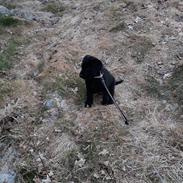 Labrador retriever Boog