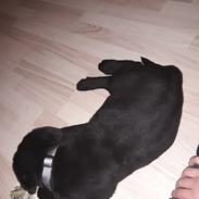 Labrador retriever Boog