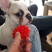 Fransk bulldog CÆSAR .den store