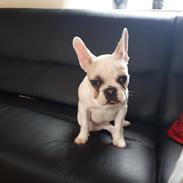 Fransk bulldog CÆSAR .den store