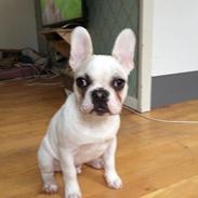 Fransk bulldog CÆSAR .den store