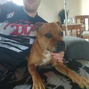 Staffordshire bull terrier Bella
