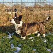 Welsh corgi cardigan Charles