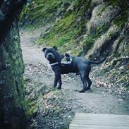Staffordshire bull terrier Django