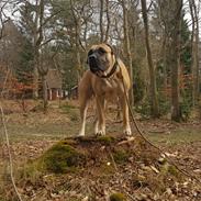 Dogo canario Crystal Fuerza Bull (Mina)