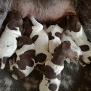 Korthåret hønsehund Sille