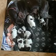 Korthåret hønsehund Sille