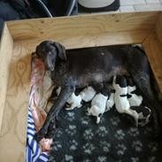 Korthåret hønsehund Sille