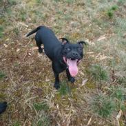 Staffordshire bull terrier Wind whistler 