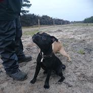 Staffordshire bull terrier Wind whistler 