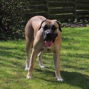 Dogo canario Crystal Fuerza Bull (Mina)