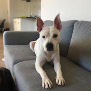 Blanding af racer Lusi