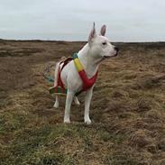 Blanding af racer Lusi