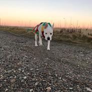 Blanding af racer Lusi