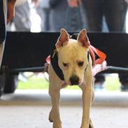 Blanding af racer Lusi