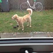 Blanding af racer Sigga