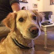 Blanding af racer Sigga