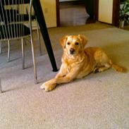 Blanding af racer Sigga