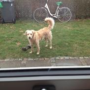 Blanding af racer Sigga