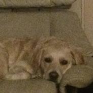 Blanding af racer Sigga