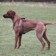 Rhodesian ridgeback Hazinas 7th Galactic Cosmos "Sam"