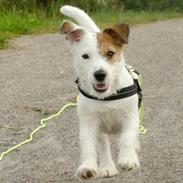 Jack russell terrier Daisy Blossom's GoldHeart/ Milo