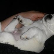 Jack russell terrier Daisy Blossom's GoldHeart/ Milo