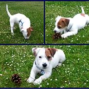 Jack russell terrier Daisy Blossom's GoldHeart/ Milo