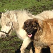 Leonberger Leodanias Fantastic! Lady.  (Arya)