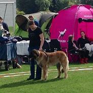 Leonberger Leodanias Fantastic! Lady.  (Arya)