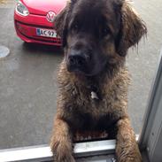 Leonberger Leodanias Fantastic! Lady.  (Arya)