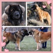 Leonberger Leodanias Fantastic! Lady.  (Arya)