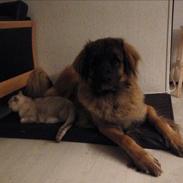 Leonberger Leodanias Fantastic! Lady.  (Arya)