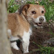 Jack russell terrier Alina