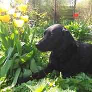Labrador retriever Sif