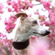 Whippet Silas (Tanalorn Kelvin Knock Out)