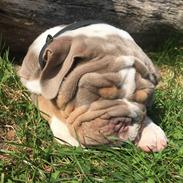 Olde english bulldogge Harald