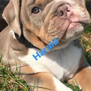 Olde english bulldogge Harald